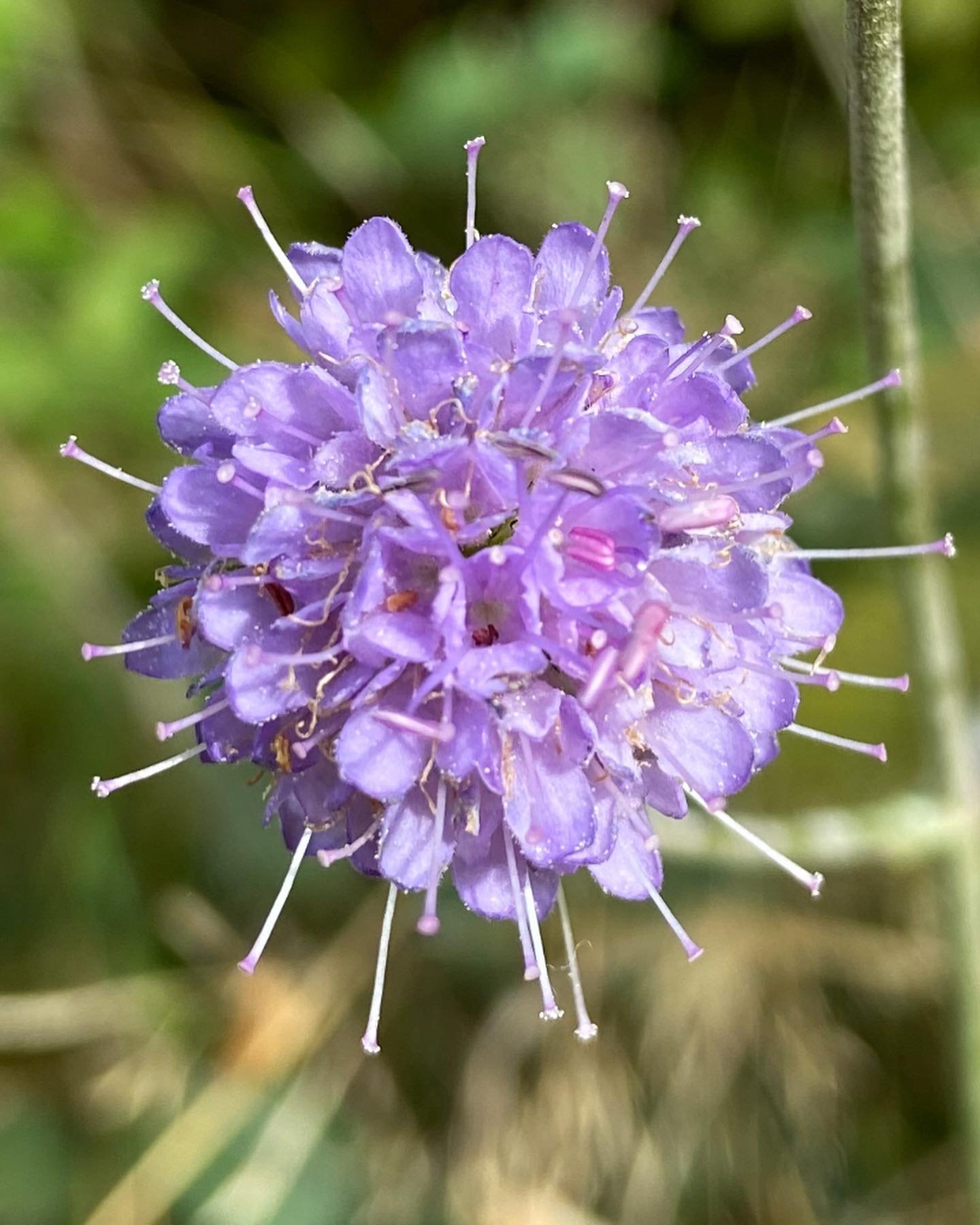 Une photo d'une SUCCISA PRATENSIS