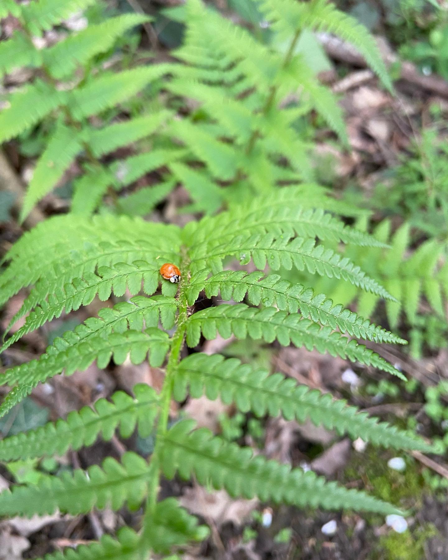 Une photo de fougère